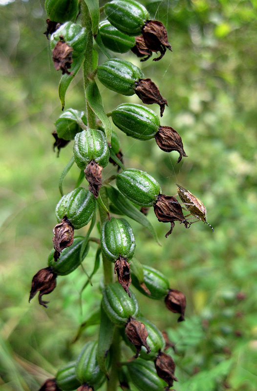 Image of Epipactis helleborine specimen.