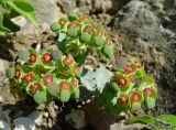 Euphorbia myrsinites