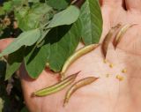 Astragalus glycyphyllos