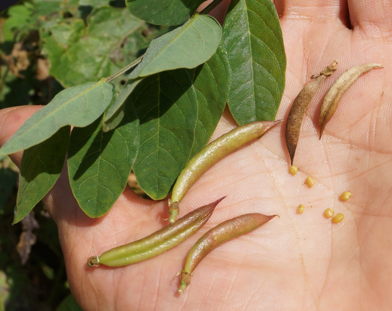 Image of Astragalus glycyphyllos specimen.