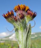 Tephroseris caucasigena. Общее соцветие (безъязычковая морфа). Республика Адыгея, Кавказский биосферный заповедник, хр. Каменное Море, субальпийский луг, выс. ≈ 2000 м н.у.м. 13.06.2015.