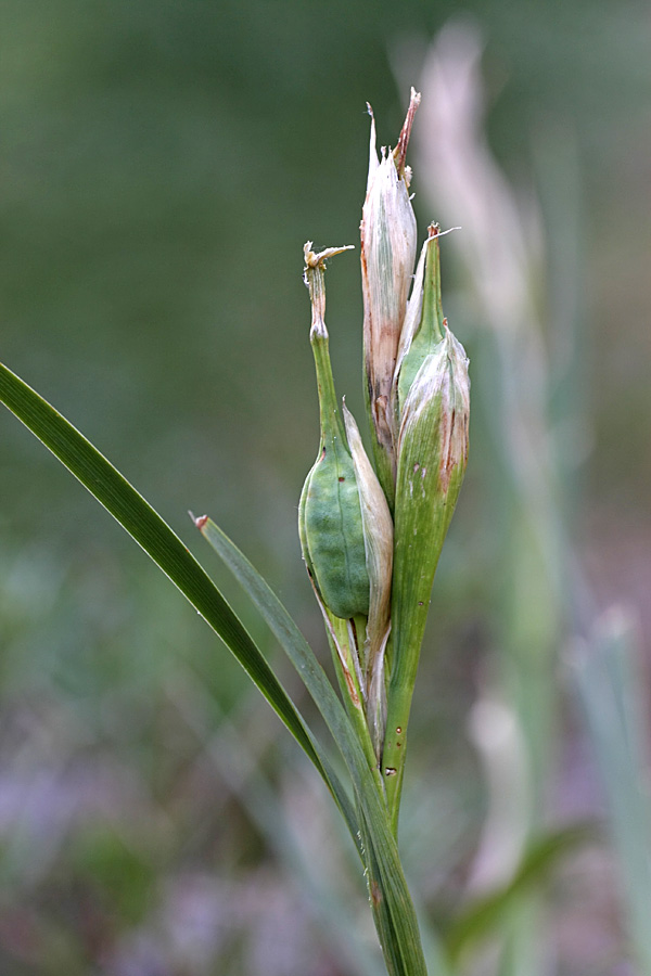 Image of Iris halophila specimen.