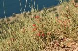 Ephedra distachya