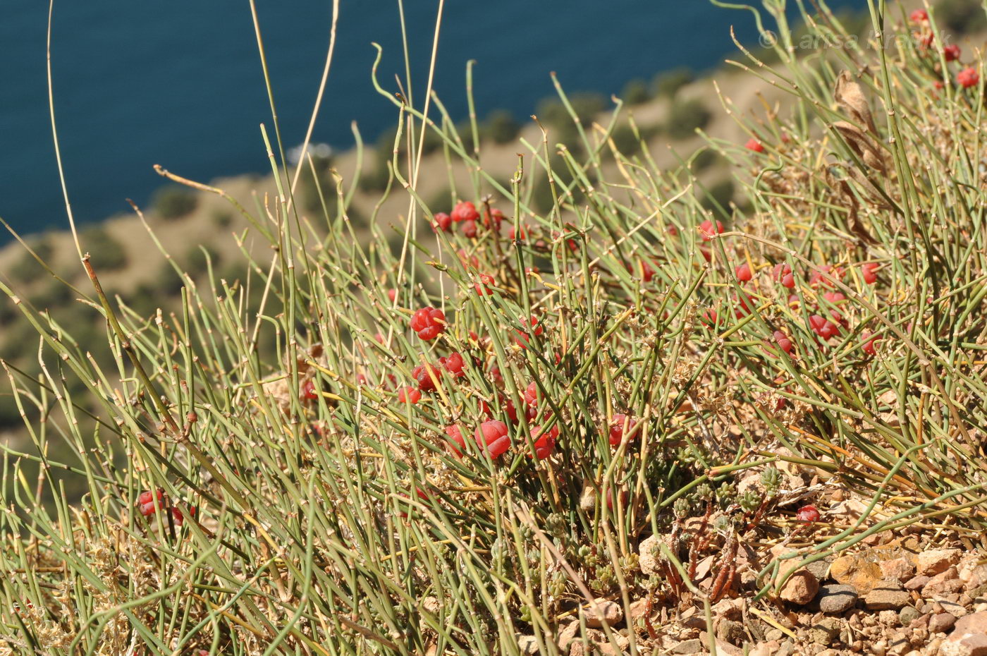 Image of Ephedra distachya specimen.