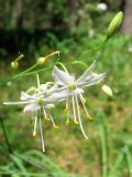 Anthericum ramosum