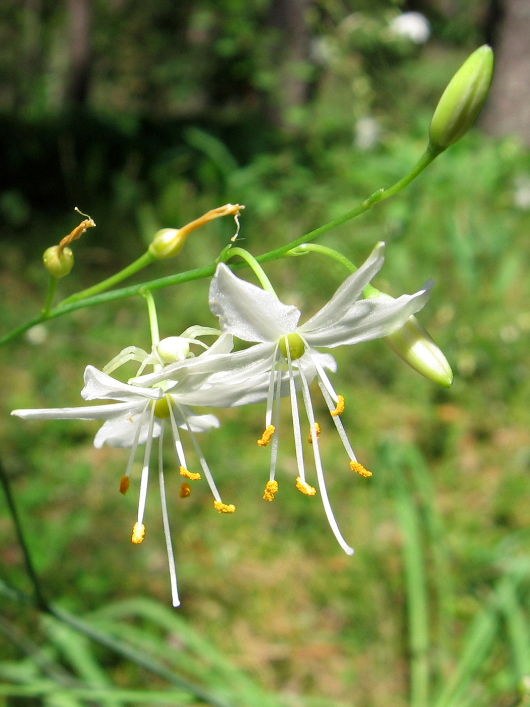 Изображение особи Anthericum ramosum.