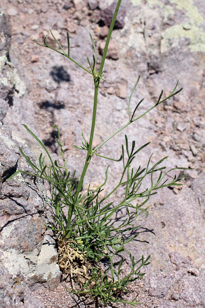 Image of Seseli tenuisectum specimen.