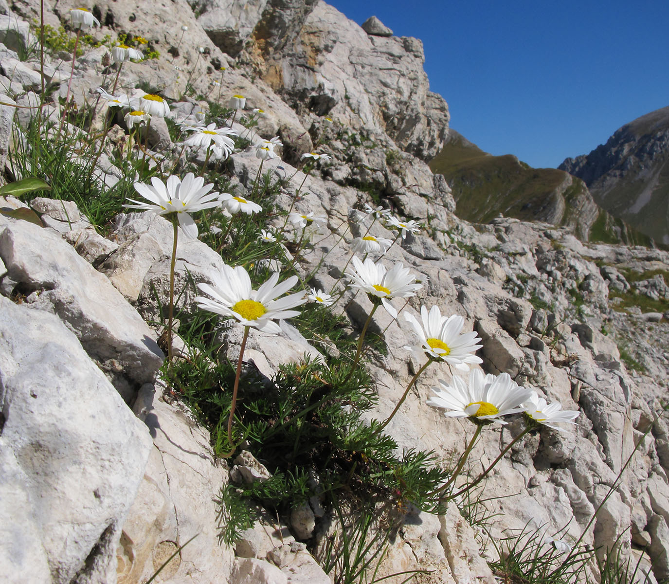Image of Tripleurospermum caucasicum specimen.
