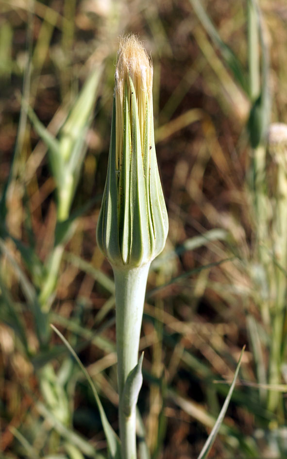 Изображение особи род Tragopogon.