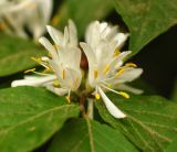 Lonicera maackii