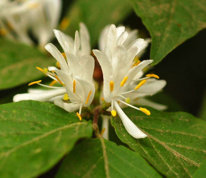 Image of Lonicera maackii specimen.