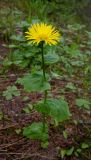 Doronicum altaicum. Цветущее растение. Бурятия, Байкальский заповедник, средняя часть северного склона хр. Хамар-Дабан, долина р. Осиновка. 16.06.2014.