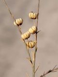 Linum altaicum. Части побегов с сухими вскрывшимися коробочками. Кыргызстан, Нарынская обл., левый берег р. Нарын, окр. с. Таш-Башат. 08.10.2015.