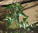 Atriplex sagittata