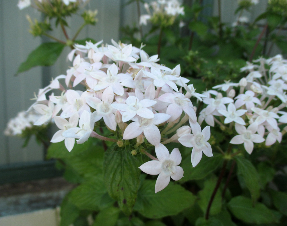 Image of Pentas lanceolata specimen.