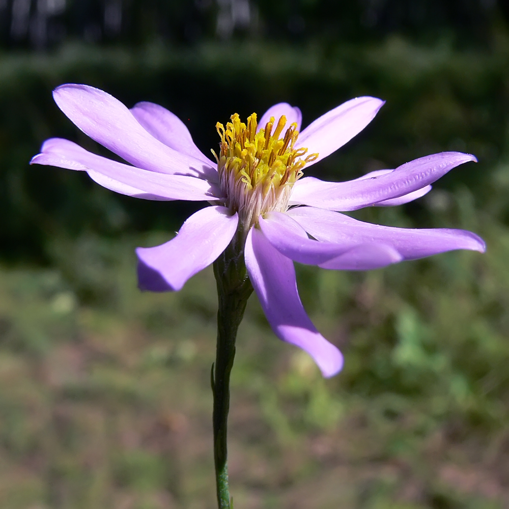 Image of Galatella angustissima specimen.