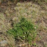 Pulsatilla multifida