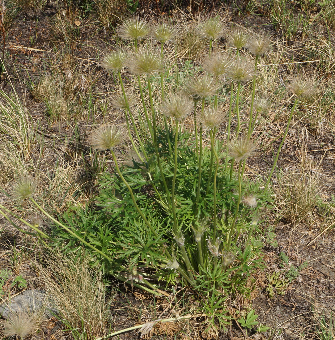 Изображение особи Pulsatilla multifida.