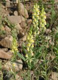 Linaria acutiloba