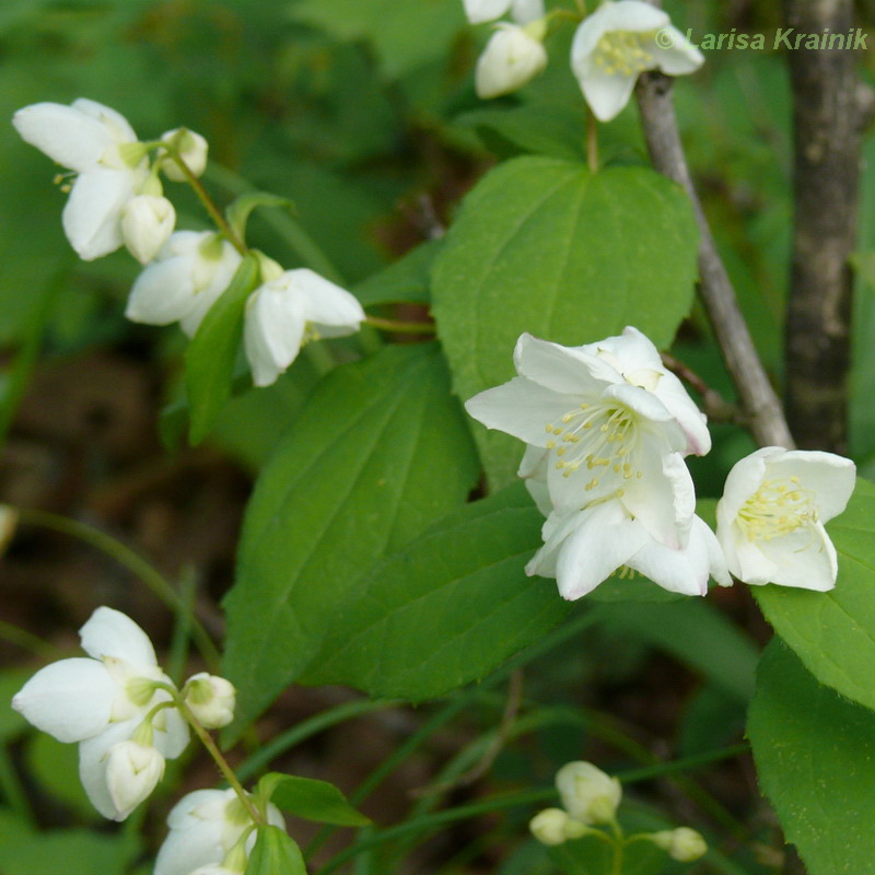 Image of Philadelphus tenuifolius specimen.