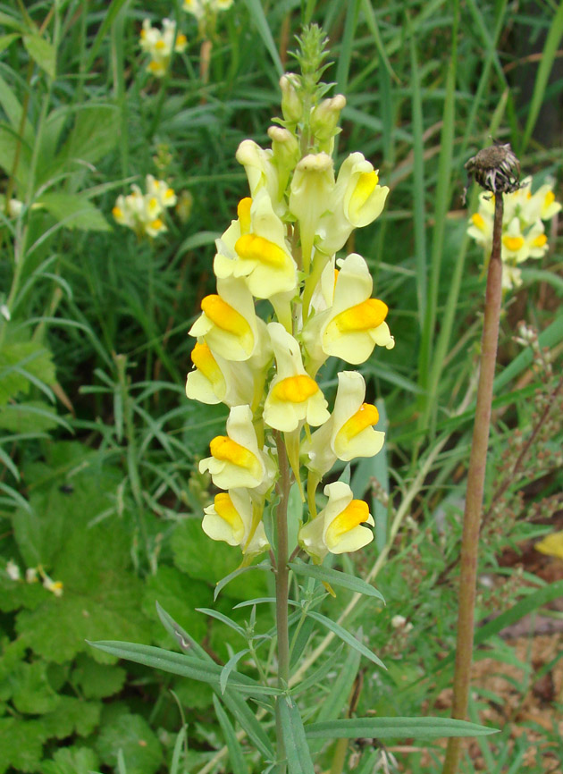 Image of Linaria acutiloba specimen.
