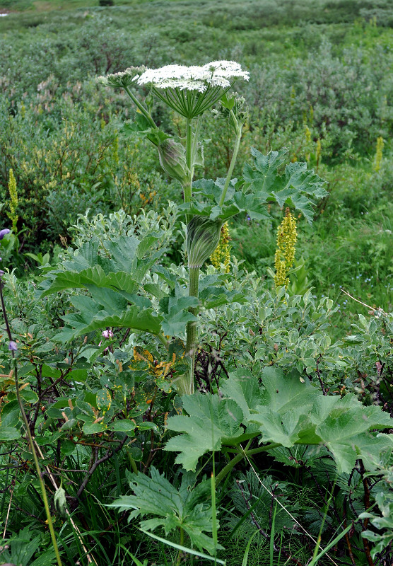 Изображение особи Heracleum dissectum.