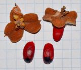 Cupaniopsis anacardioides
