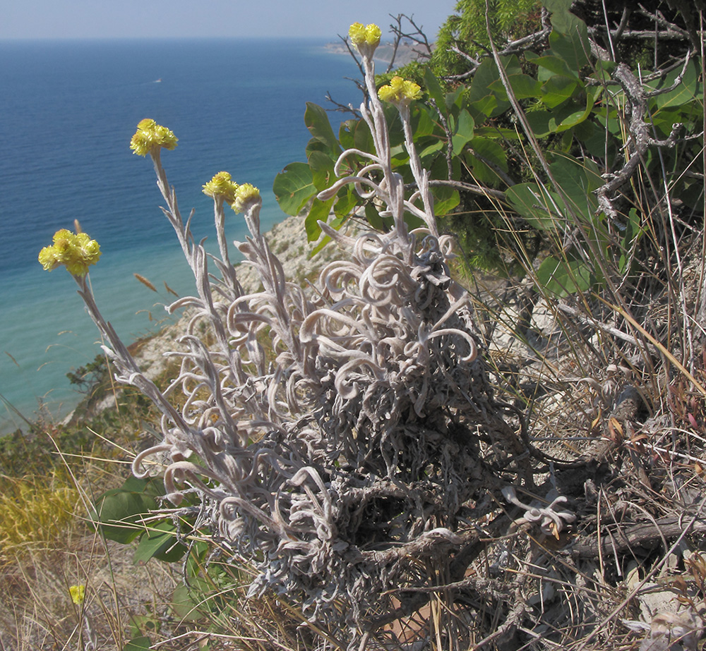 Изображение особи Helichrysum arenarium.