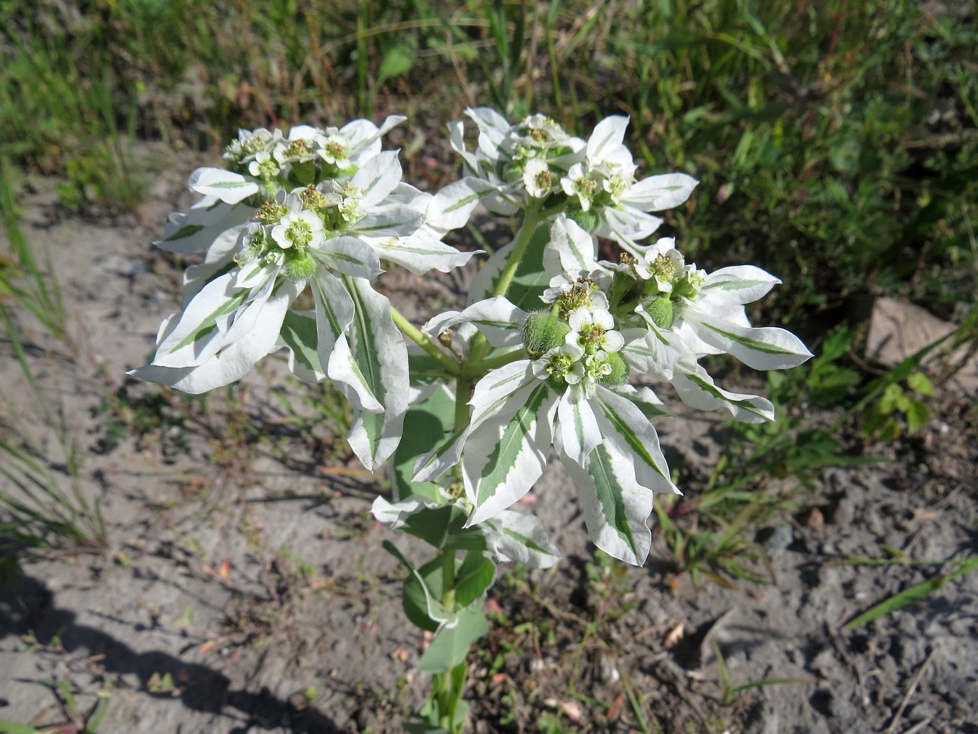 Image of Euphorbia marginata specimen.