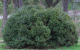 Buxus sempervirens. Расцветающее растение. Ростовская обл., г. Таганрог, в Приморском парке. 10.03.2016.