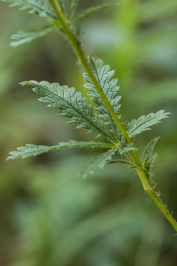 Изображение особи род Potentilla.