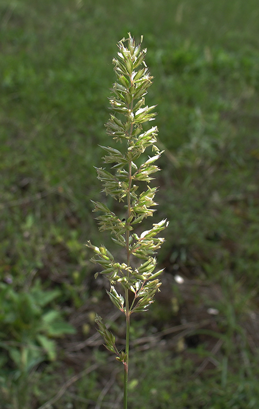 Image of Koeleria talievii specimen.