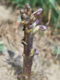 Orobanche cumana