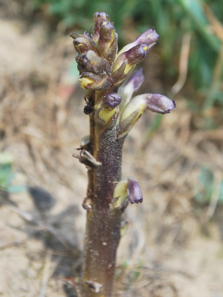 Изображение особи Orobanche cumana.