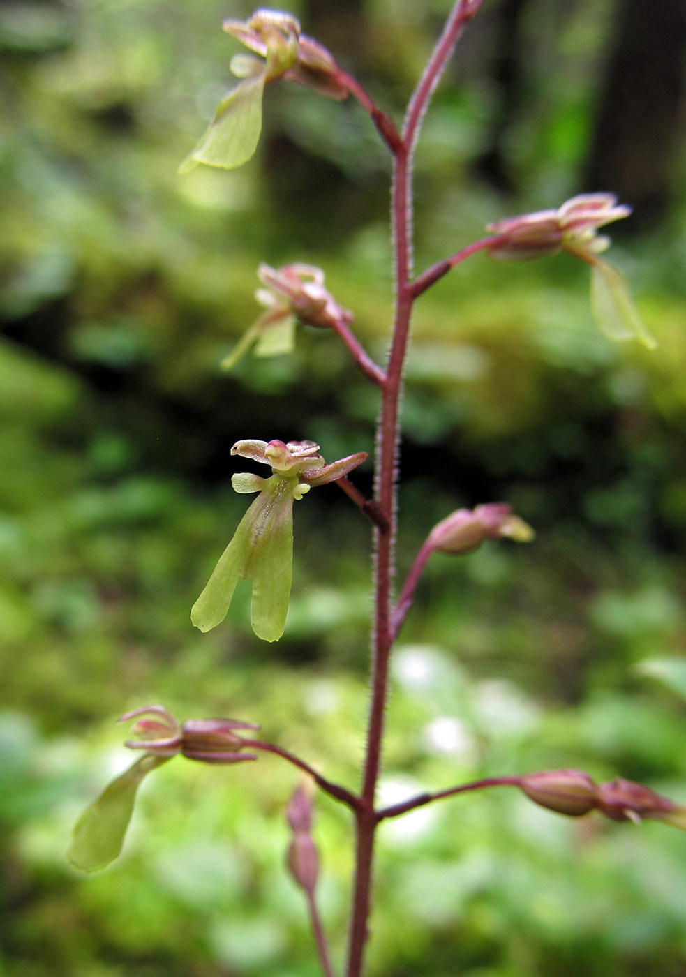 Image of Listera nipponica specimen.