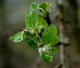 Malus domestica