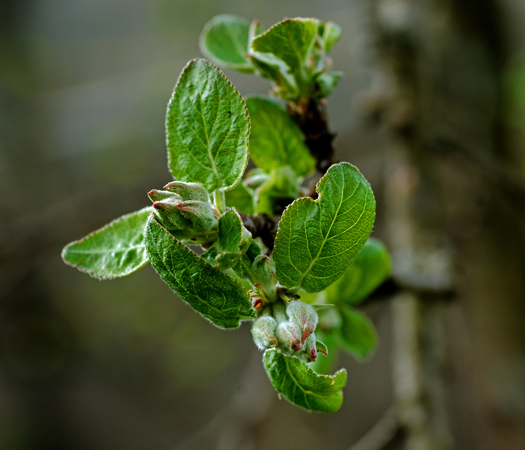 Изображение особи Malus domestica.