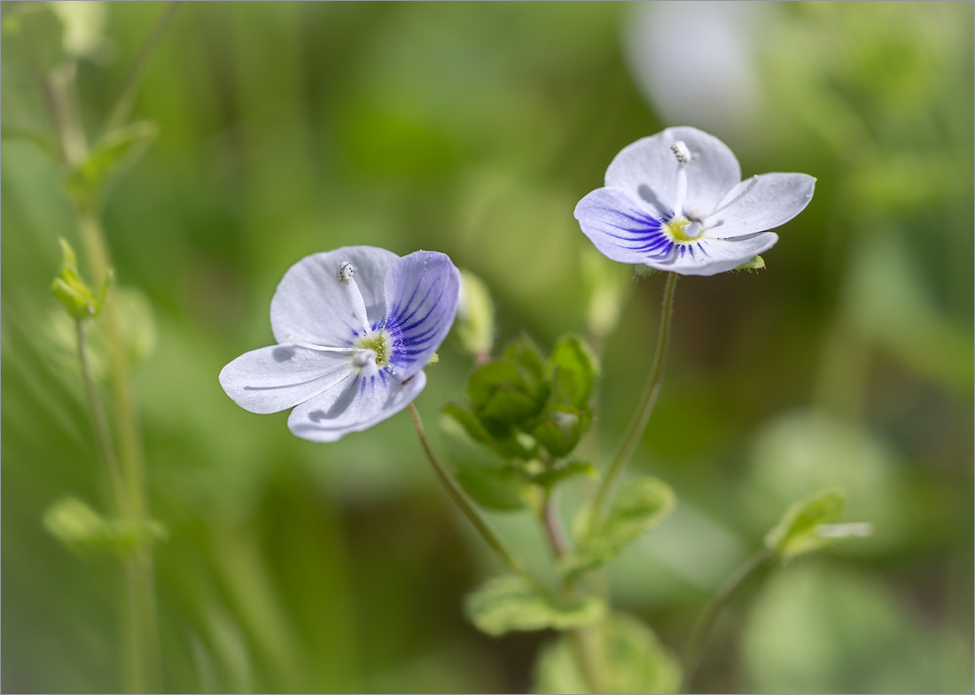 Изображение особи Veronica filiformis.