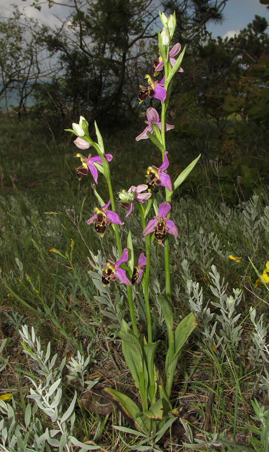 Изображение особи Ophrys &times; vallis-costae.