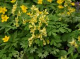 Corydalis bracteata