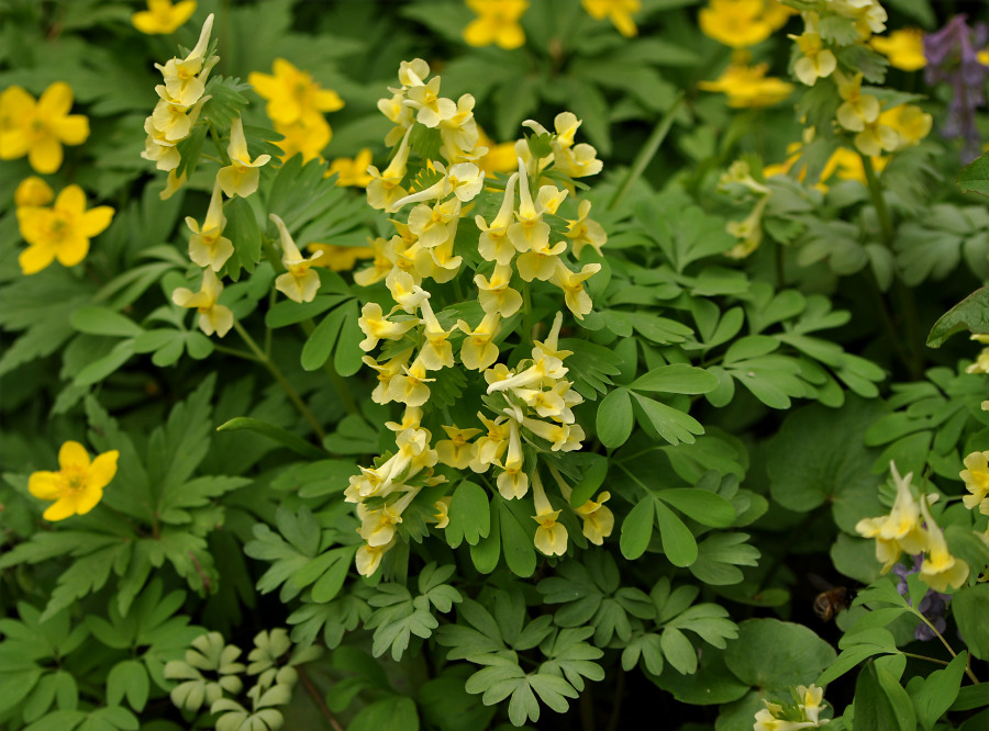 Image of Corydalis bracteata specimen.