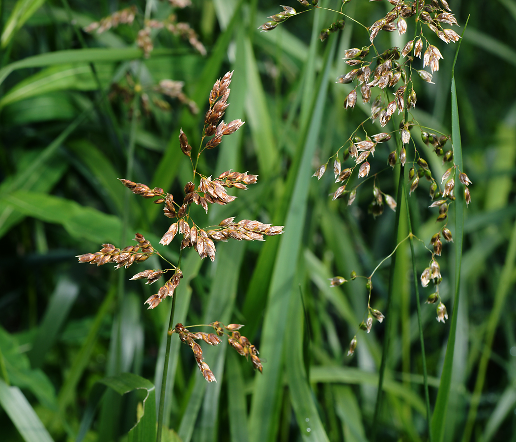 Image of Hierochloe odorata specimen.