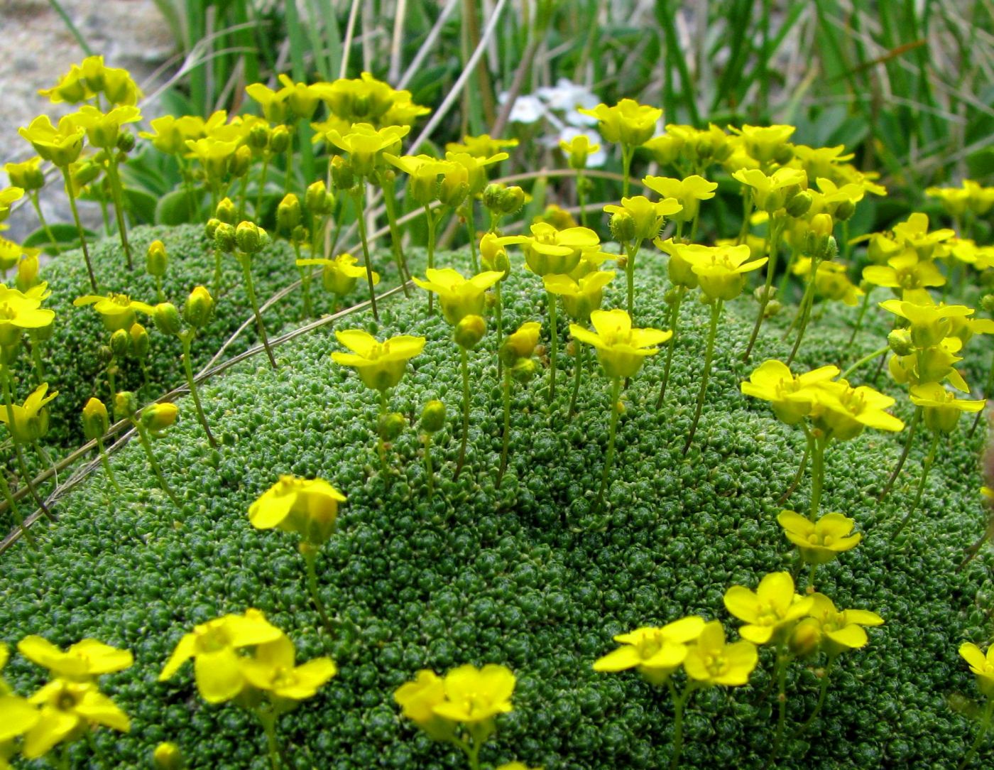 Image of Draba bryoides specimen.