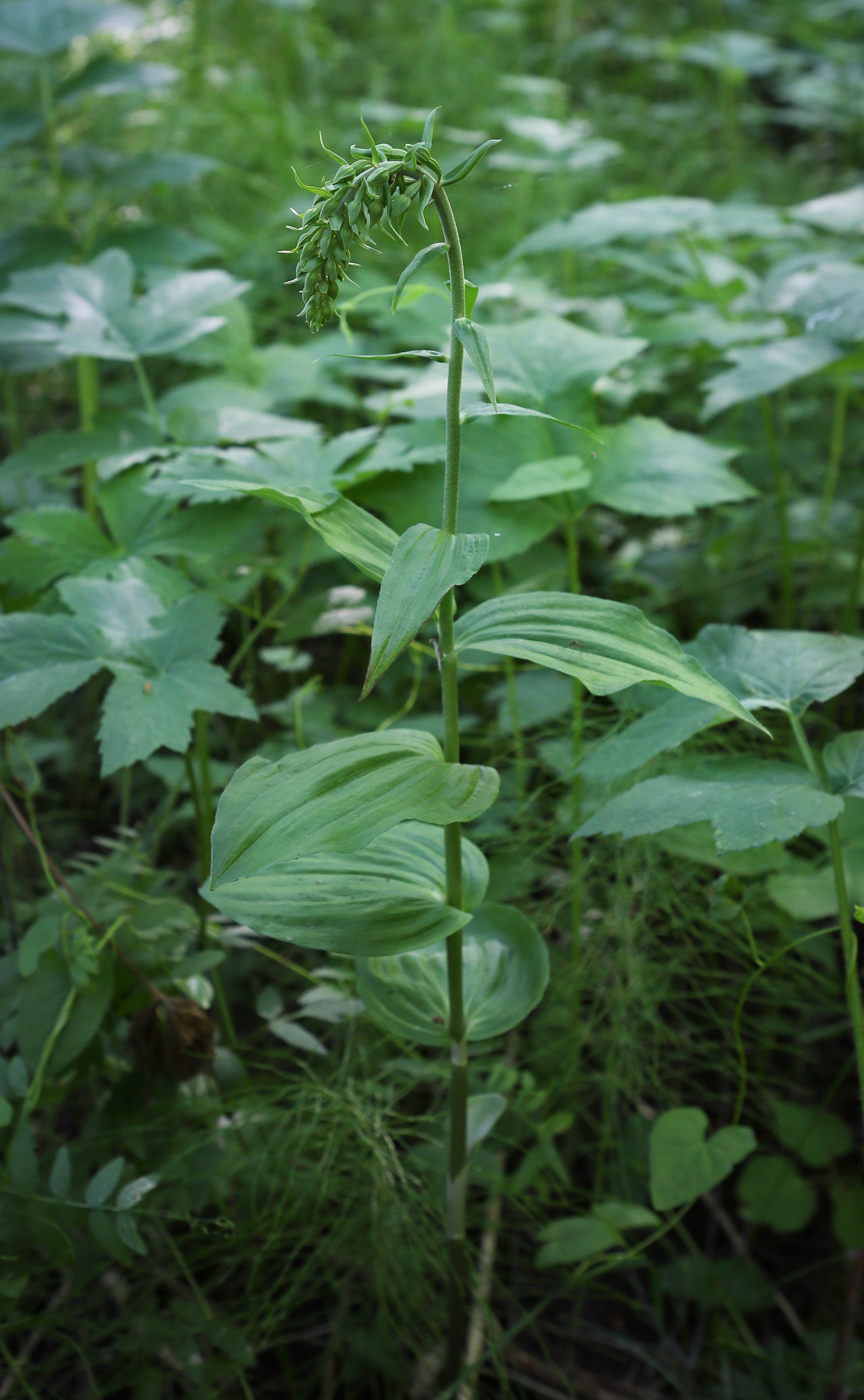 Изображение особи Epipactis helleborine.