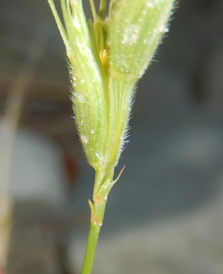 Image of Aegilops triuncialis var. hirta specimen.