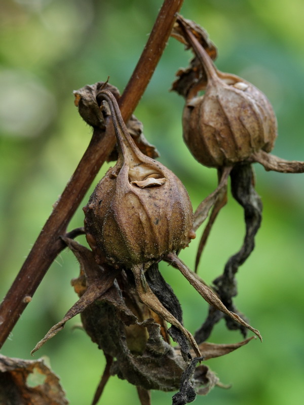 Image of Campanula latifolia specimen.