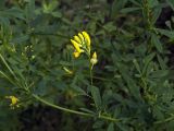 Medicago falcata