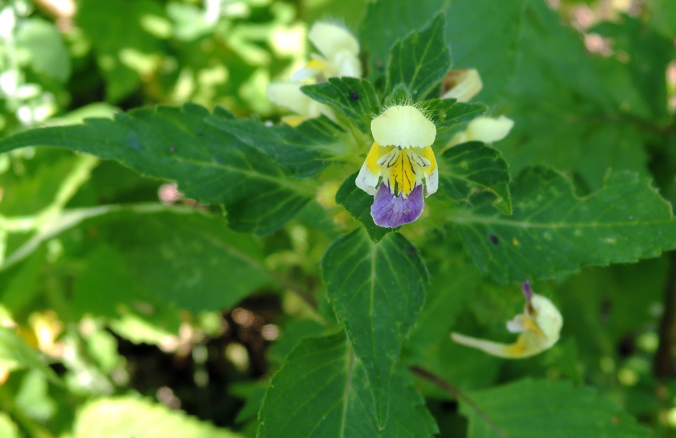 Изображение особи Galeopsis speciosa.