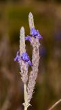 Lavandula multifida