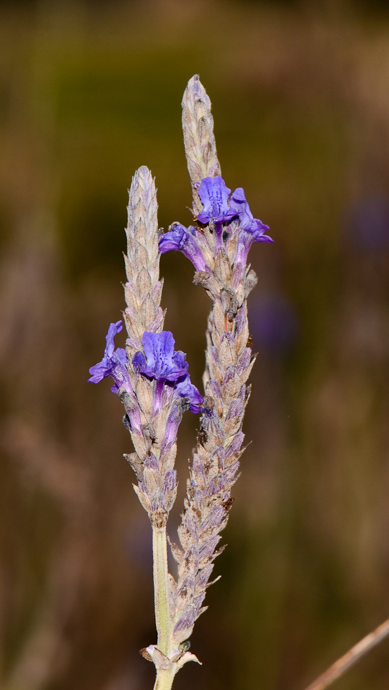 Изображение особи Lavandula multifida.